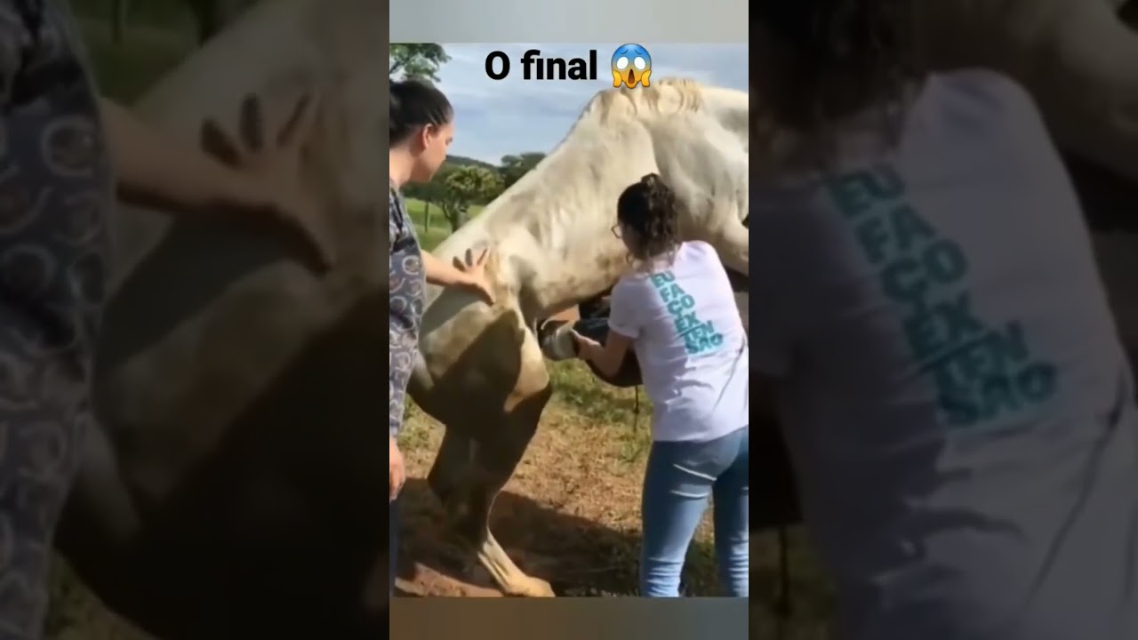 horse mating animals mating horse mating animals mating