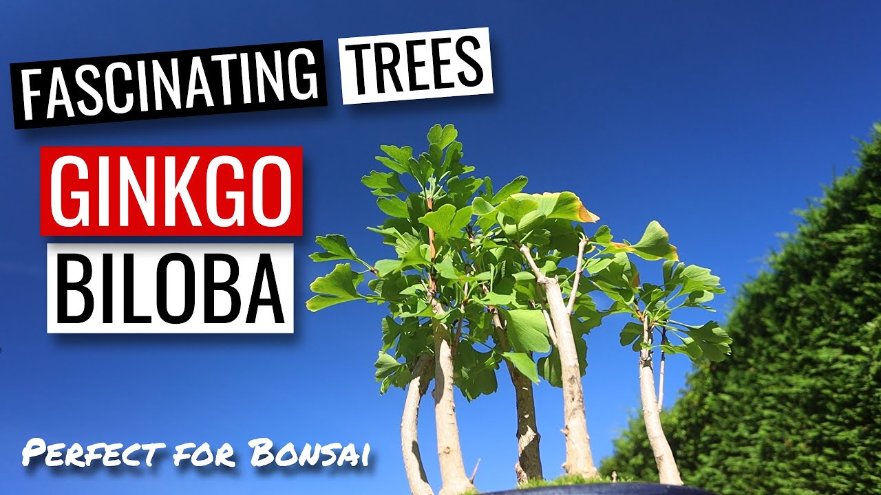 Ginkgo Biloba Bonsai | Winter pruning a Ginkgo group planting Ginkgo Biloba Bonsai | Winter pruning a Ginkgo group planting