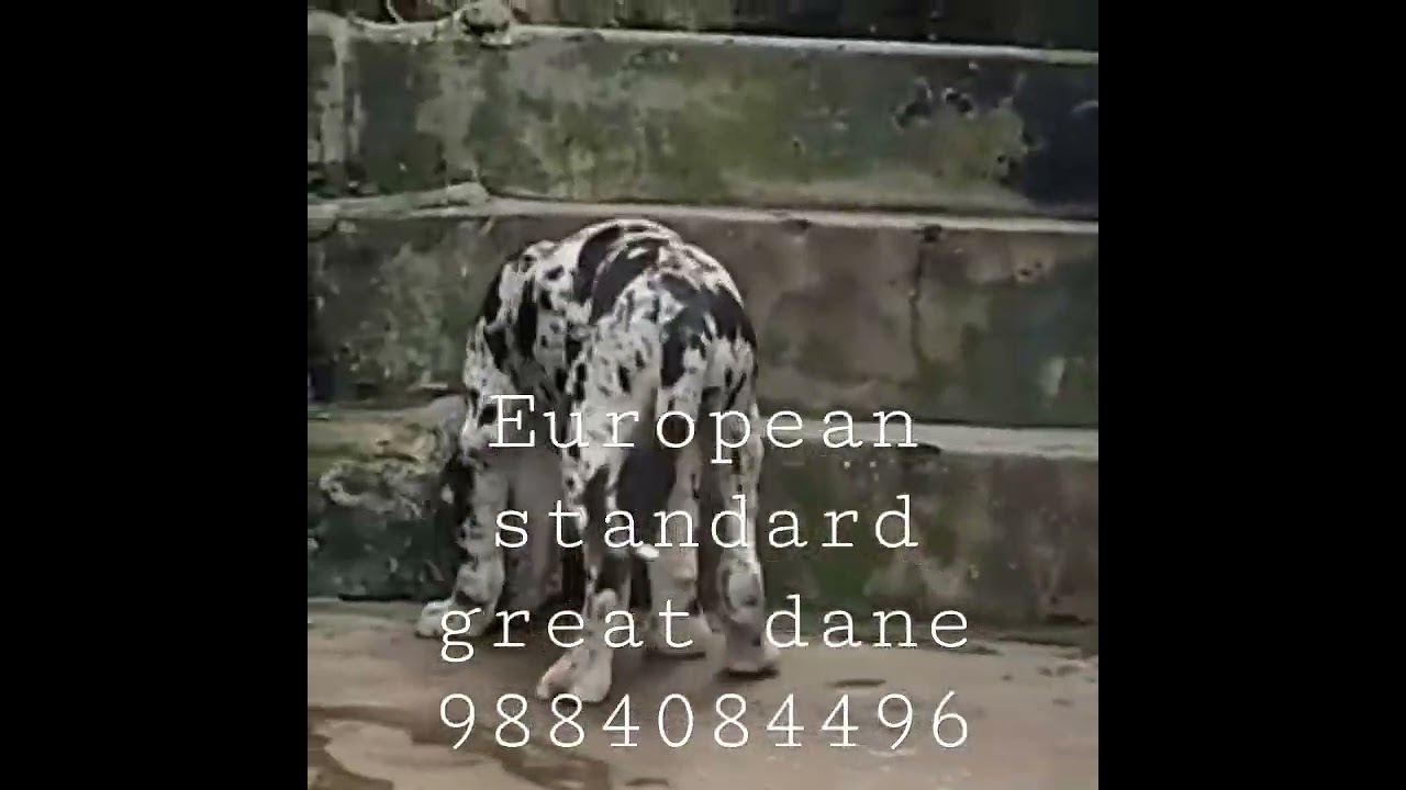 Pure European standard Merle Great Dane girl. 9884084496