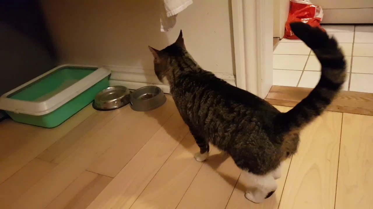 En fremmed han-kat kommer ind i vores hus
