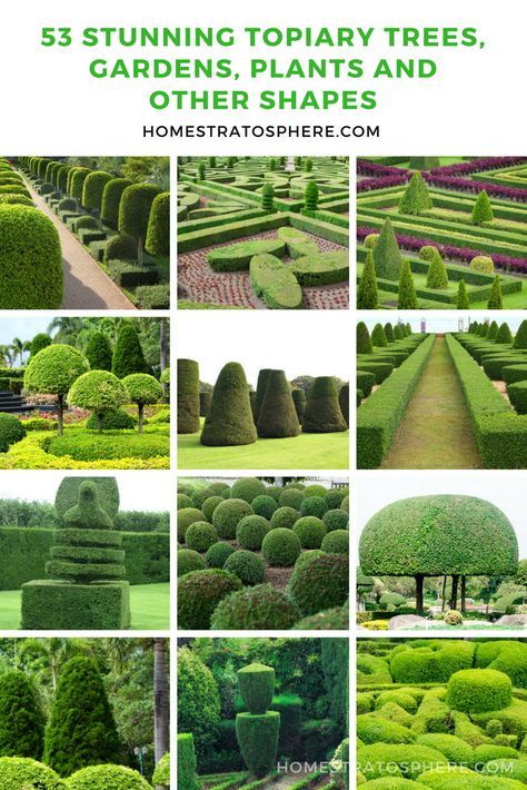 53 Stunning Topiary Trees, Gardens, Plants and Other Shapes | Backyard landscaping designs, Topiary plants, Backyard garden landscape 53 Stunning Topiary Trees, Gardens, Plants And Other Shapes | Backyard Landscaping Designs, Topiary Plants, Backyard Garden Landscape