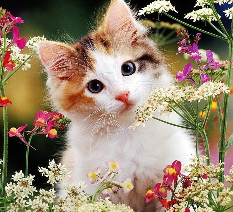 Kitten In A Wild Flowers, Flowers, Kitten, Cats, Animals, Hd Wallpaper |  Peakpx