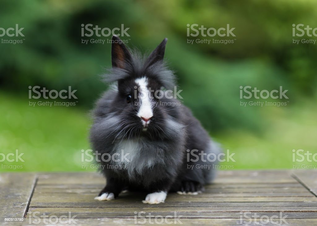 Funny Black And White Lionhead Rabbit In The Garden Stock Photo - Download Image Now - iStock Funny Black And White Lionhead Rabbit In The Garden Stock Photo - Download Image Now - Istock