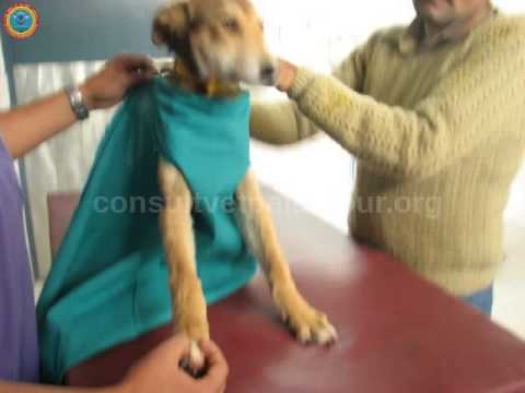 How to make post operative small animal jacket - YouTube How To Make Post Operative Small Animal Jacket - Youtube