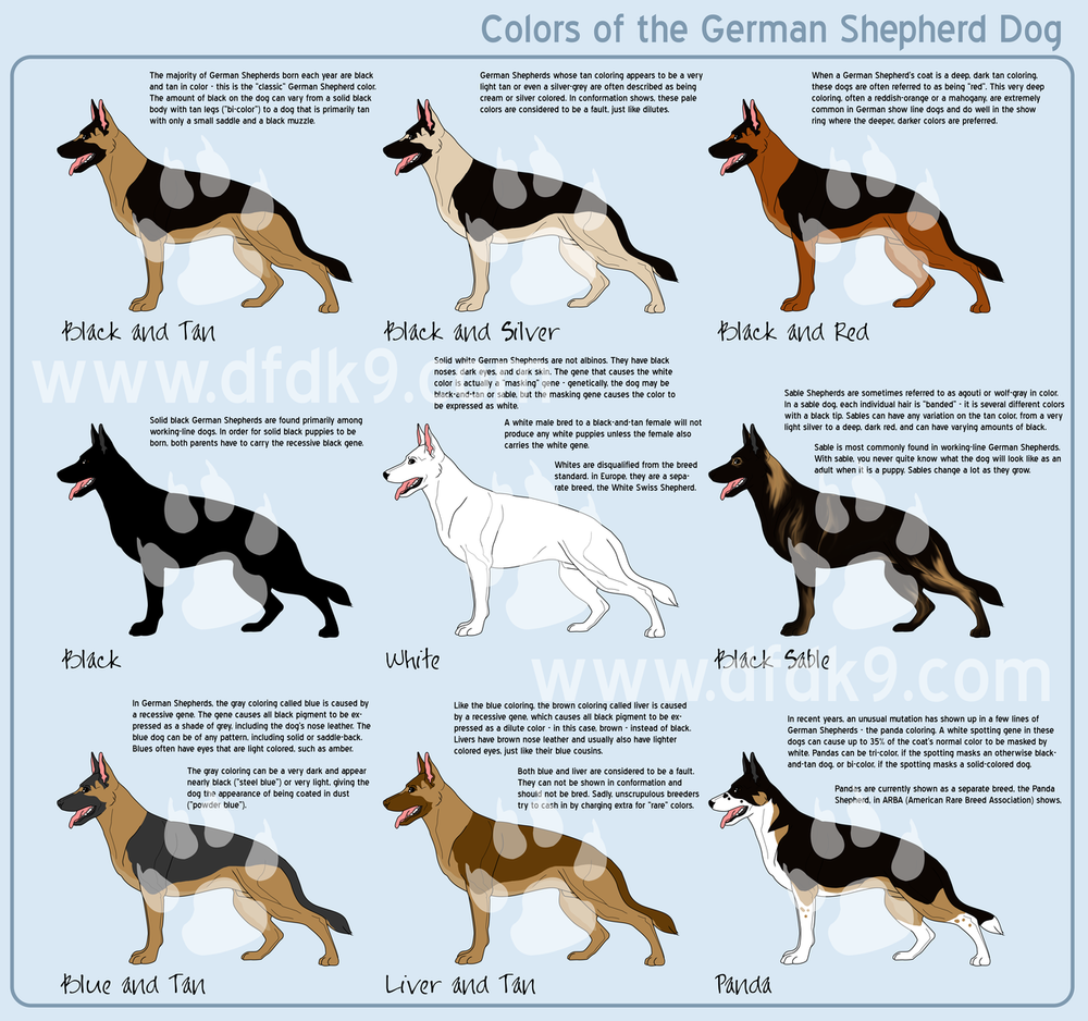 Sprague'S German Shepherds | South Carolina East Coast German Shepherd Dog  Breeder