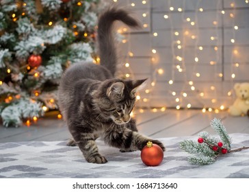 116,641 Christmas Cat Images, Stock Photos & Vectors | Shutterstock