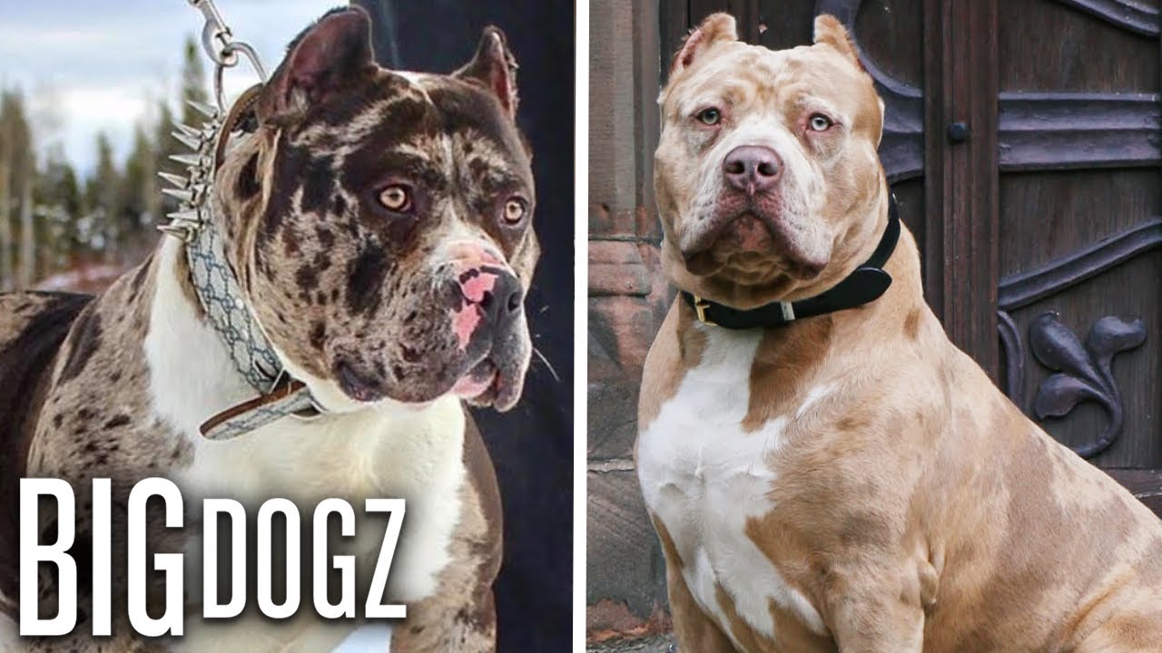 Meet Aftermath's Son - Marshall The 115lb Merle Bully | BIG DOGZ - YouTube Meet Aftermath'S Son - Marshall The 115Lb Merle Bully | Big Dogz - Youtube
