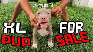 XL Champagne Tri American Bully Puppy For Sale (( When Quality Matters)) - YouTube Xl Champagne Tri American Bully Puppy For Sale (( When Quality Matters)) - Youtube