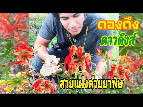 ต้นดองดึงหรือต้นดาวดึงส์ สวยงามแฝงด้วยยาพิษ ต้นดองดึงหรือต้นดาวดึงส์ สวยงามแฝงด้วยยาพิษ