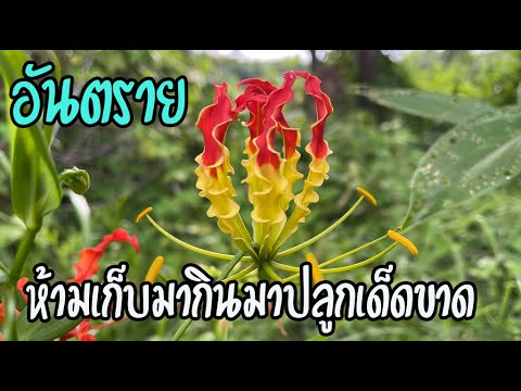 สวยสรรพคุณเลิศแต่อันตราย ดองดึง เจออยู่ข้างทางห้ามเก็บใช้ผิดปลูกผิดชีวิตเปลี่ยน สวยสรรพคุณเลิศแต่อันตราย ดองดึง เจออยู่ข้างทางห้ามเก็บใช้ผิดปลูกผิดชีวิตเปลี่ยน