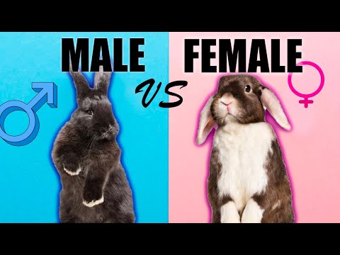 Male Rabbits VS Female Rabbits: The Differences Male Rabbits VS Female Rabbits: The Differences