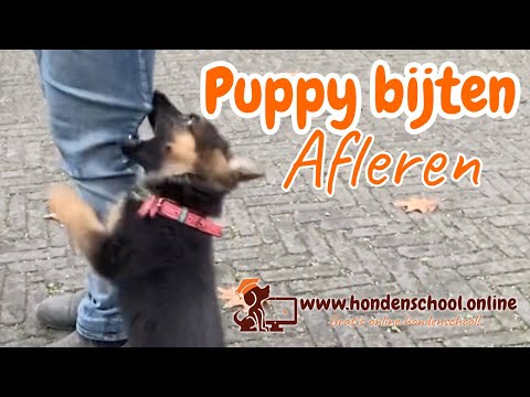 Puppy bijten afleren Puppy bijten afleren
