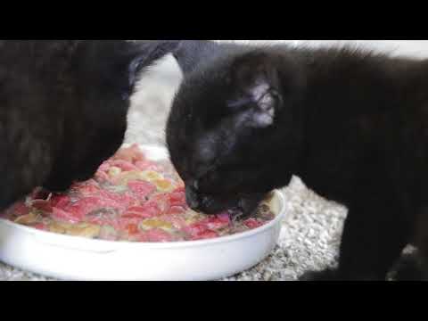how to feed 5 kittens for the first time using dry food how to feed 5 kittens for the first time using dry food