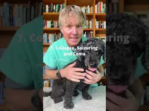7 Signs of Heat Stroke in Dogs 7 Signs of Heat Stroke in Dogs