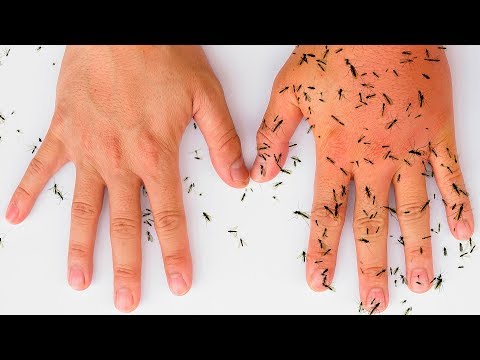 8 All-Natural Ways to Keep Mosquitoes Away 8 All-Natural Ways to Keep Mosquitoes Away