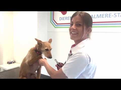 De nagels knippen van je hond, hoe doe je dat eigenlijk? (2022) De nagels knippen van je hond, hoe doe je dat eigenlijk? (2022)