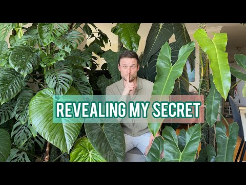 HOW TO GROW LARGE PLANTS INDOORS - revealing my secrets HOW TO GROW LARGE PLANTS INDOORS - revealing my secrets