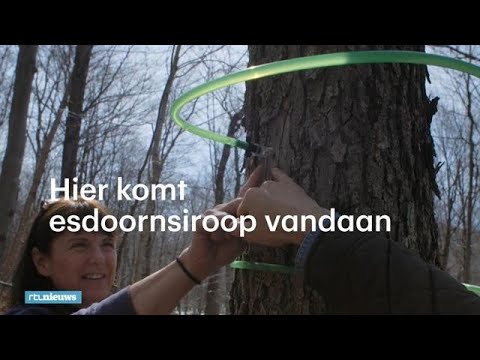 Cecile tapt sap uit 90.000 bomen: alles voor de 'maple syrup' - RTL NIEUWS Cecile tapt sap uit 90.000 bomen: alles voor de 'maple syrup' - RTL NIEUWS