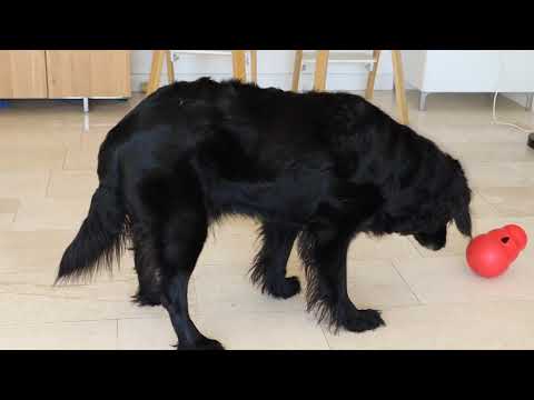 Hondenweer? Wat doe je met je hond als jij, of hij, niet naar buiten wil. Hondenweer? Wat doe je met je hond als jij, of hij, niet naar buiten wil.