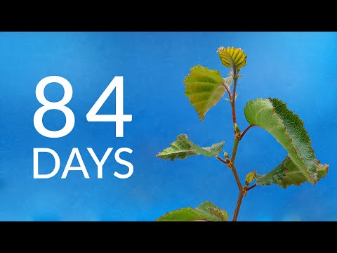 Growing a BIRCH TREE from seed Time-lapse Growing a BIRCH TREE from seed Time-lapse