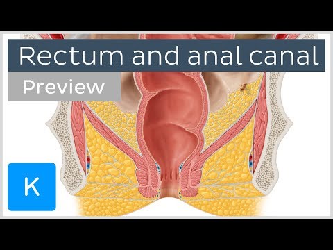 Rectum and anal canal: anatomy and function (preview) - Human Anatomy | Kenhub Rectum and anal canal: anatomy and function (preview) - Human Anatomy | Kenhub