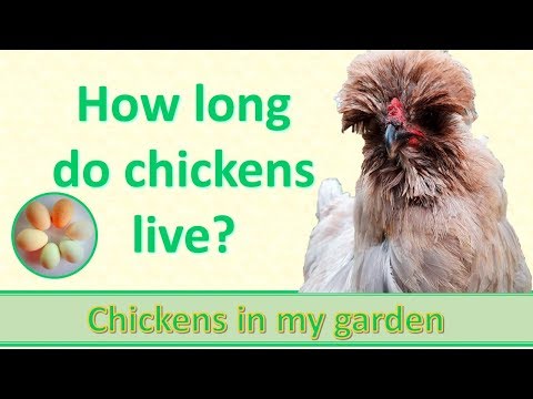 How long do chickens live? How long do chickens live?