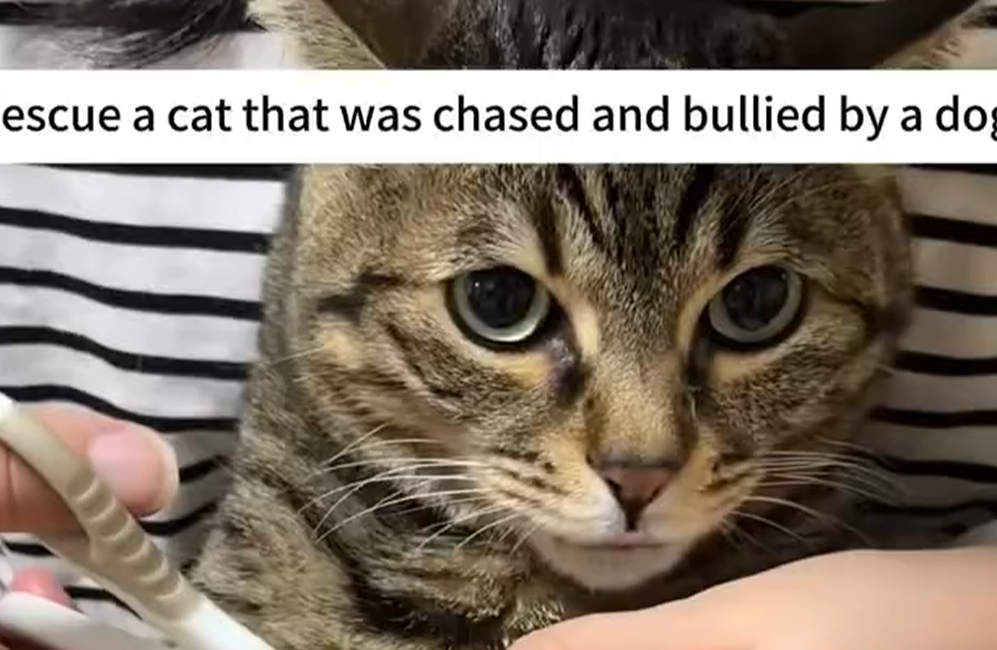 views reactions Rescue cat was chased bullied by dog rescue animals p… Beautiful Dogs Love