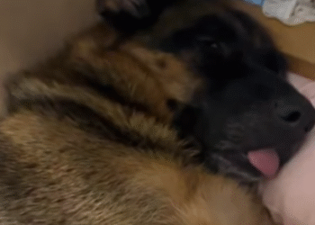 The heartbreaking fight of a dying animal left to suffer