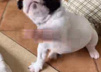 Jimmy the Frenchie #FrenchieNation#puppylove#PetReels